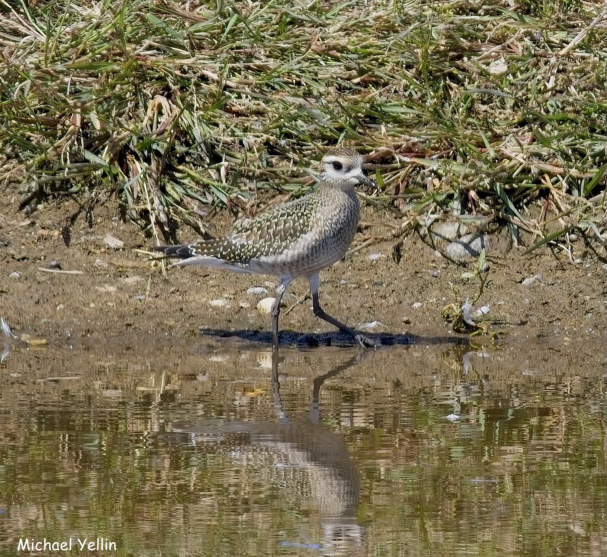 American Golden-Plover - ML642075269