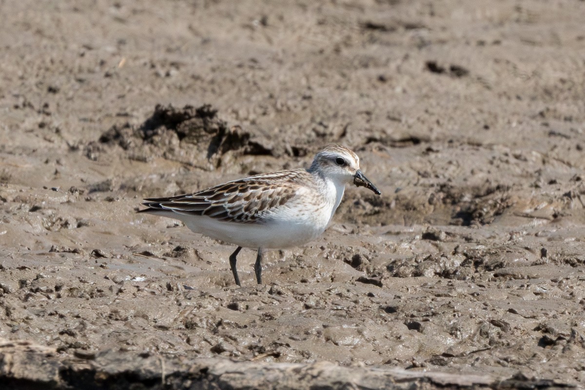 Semipalmated Sandpiper - ML642075270