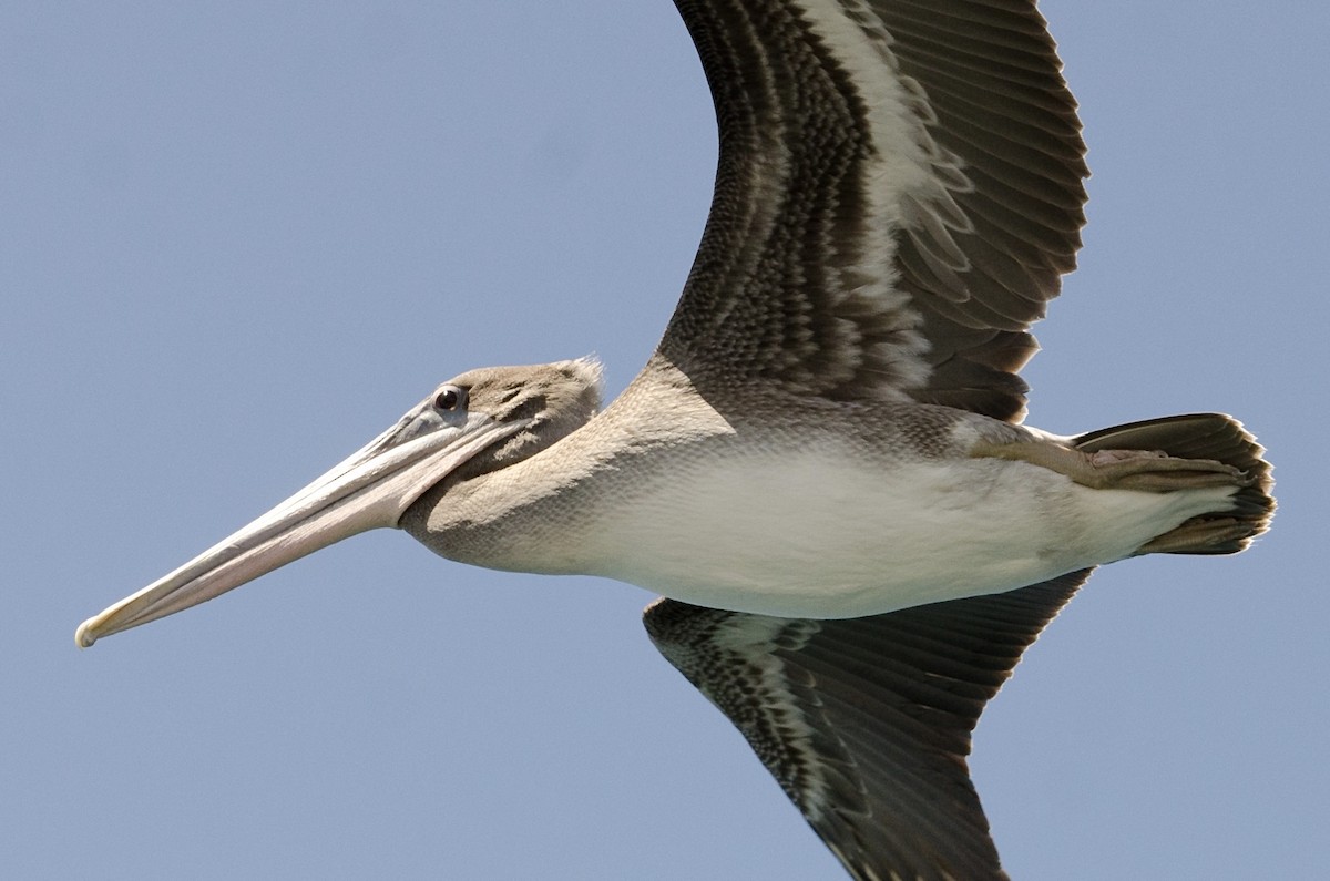 Brown Pelican - ML642075274