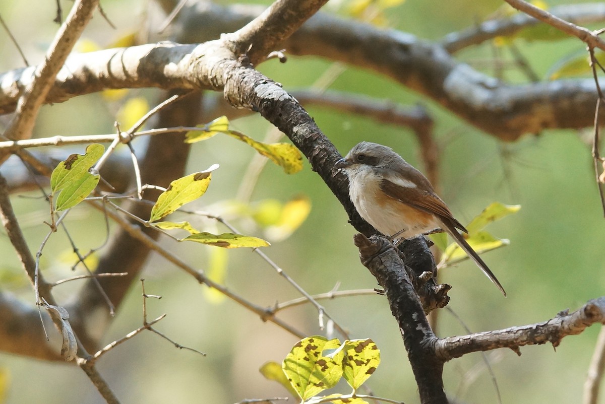 Souza's Shrike - ML642075277