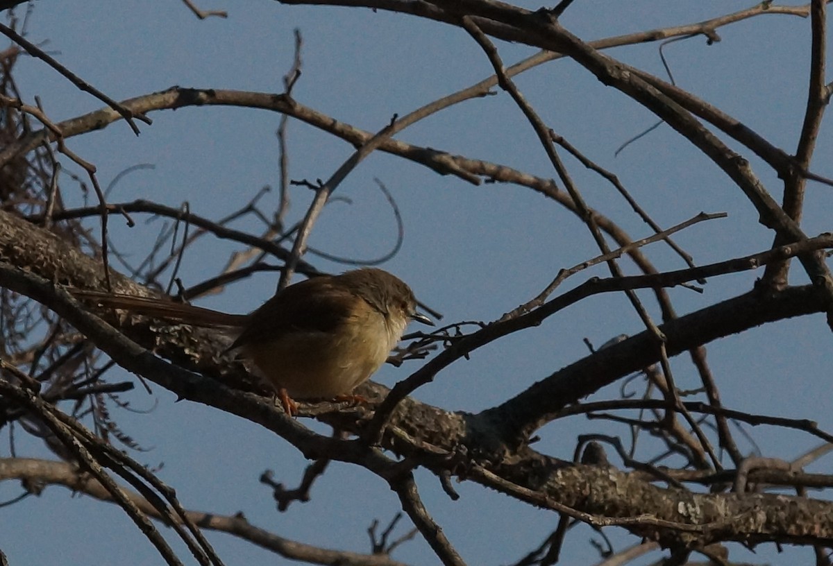 Tawny-flanked Prinia - ML642075288