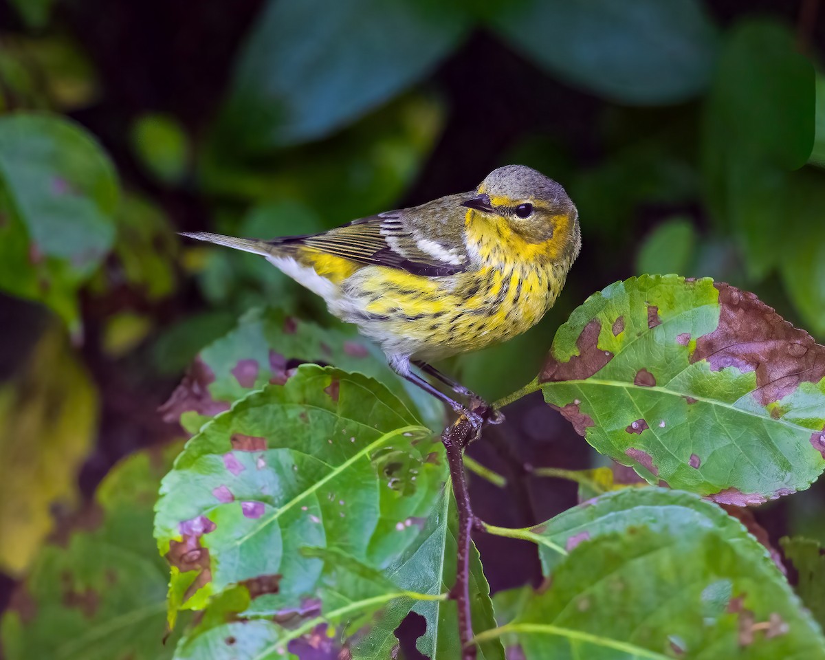 Cape May Warbler - ML642075289