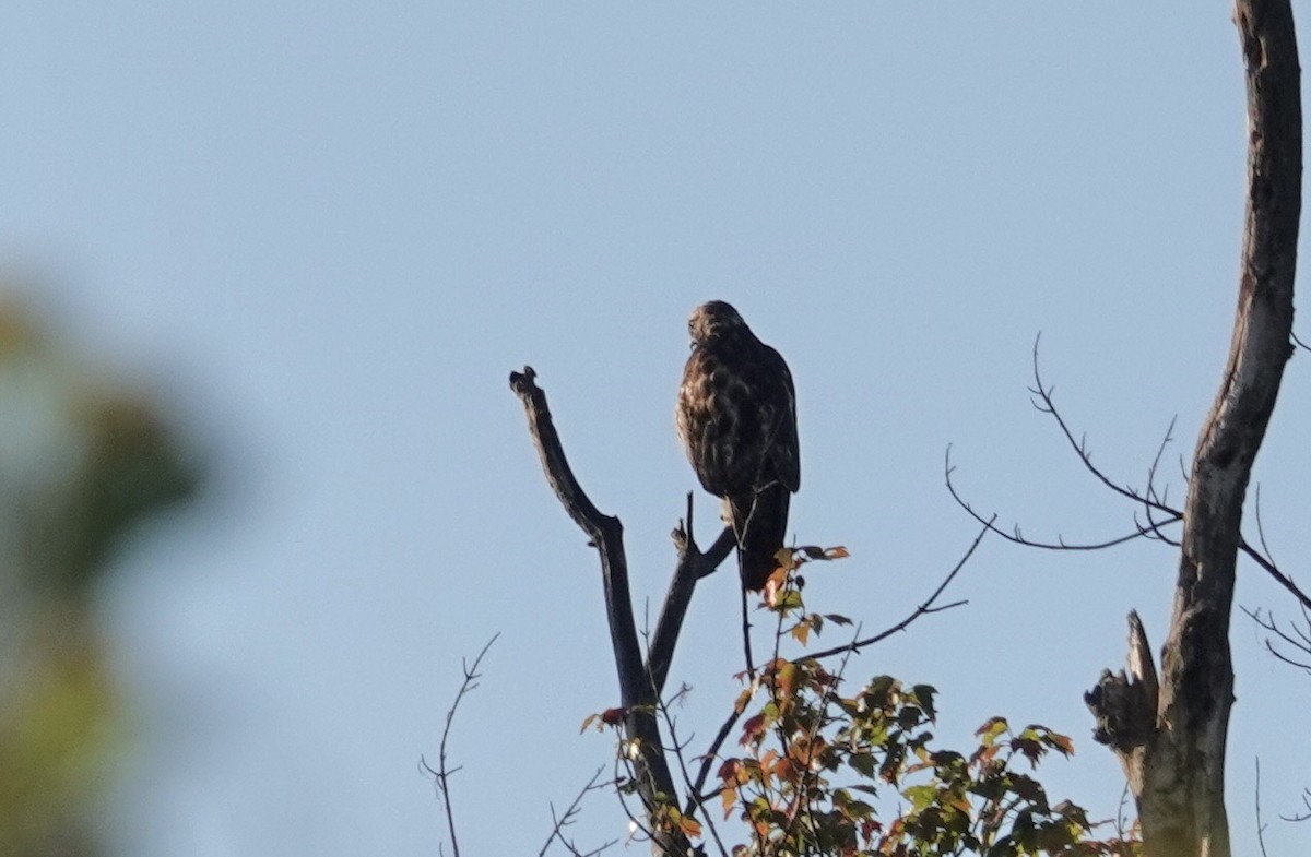 Red-tailed Hawk - ML642075292