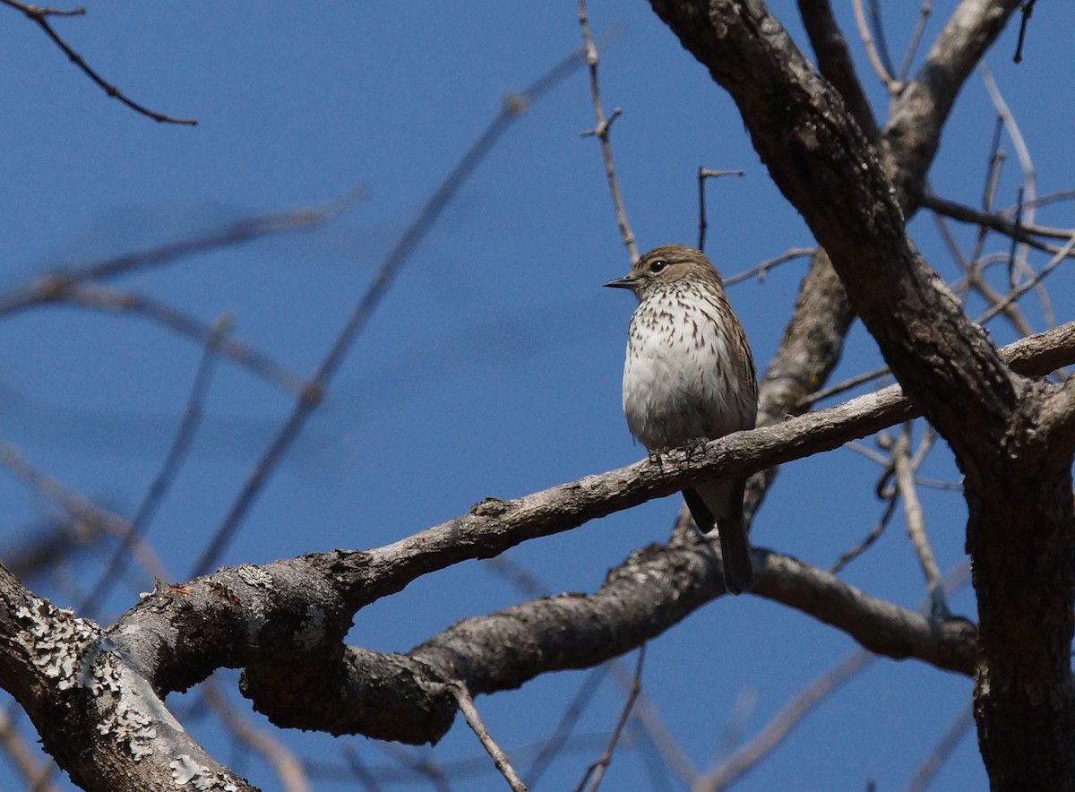 Böhm's Flycatcher - ML642075310
