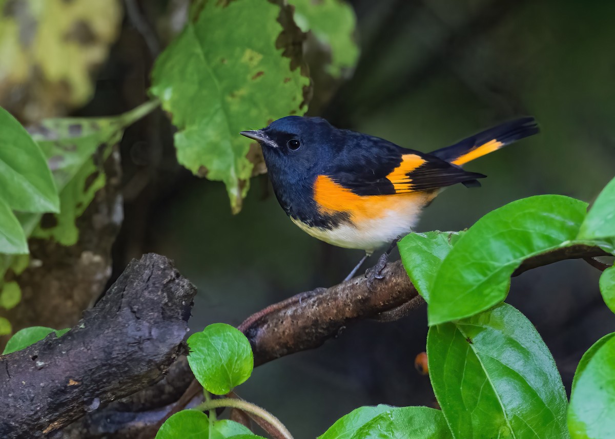 American Redstart - ML642075329