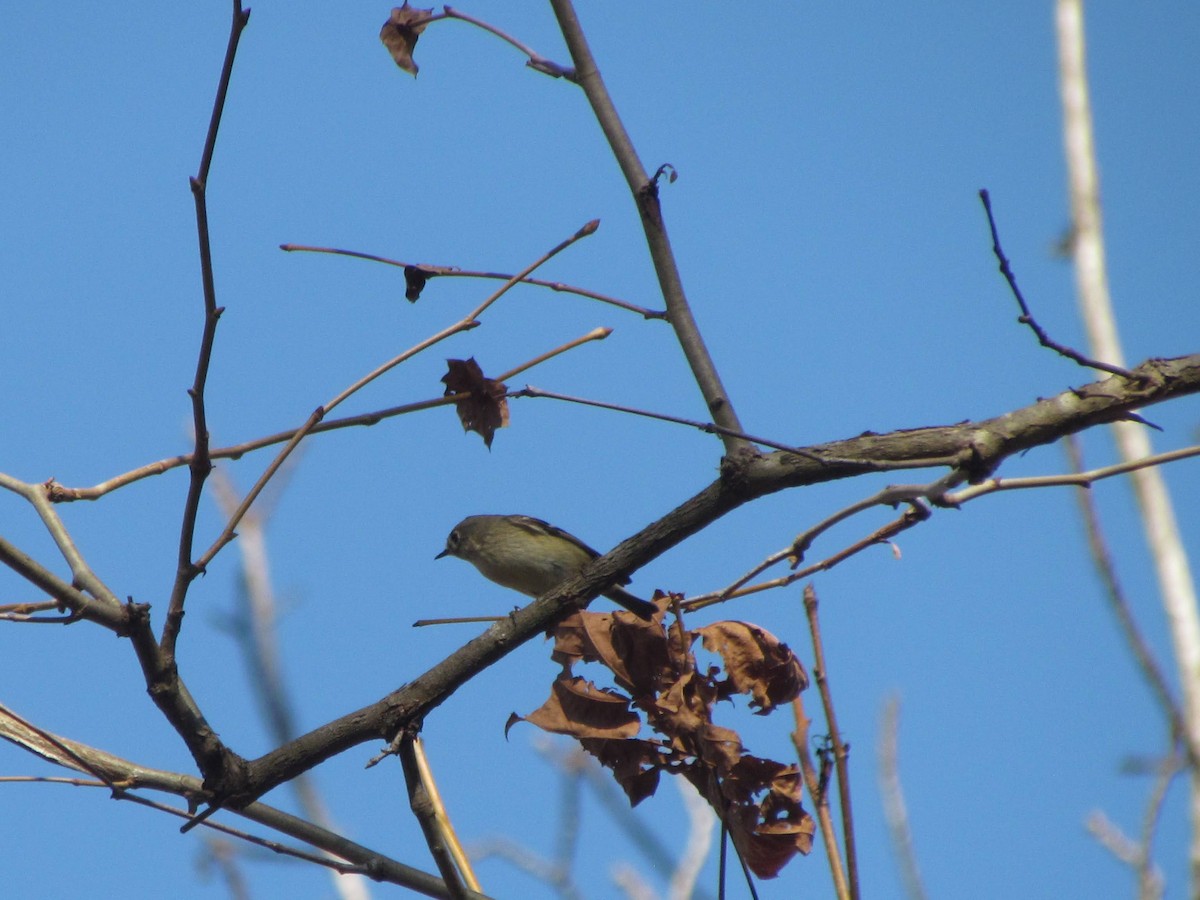 Ruby-crowned Kinglet - ML642075337