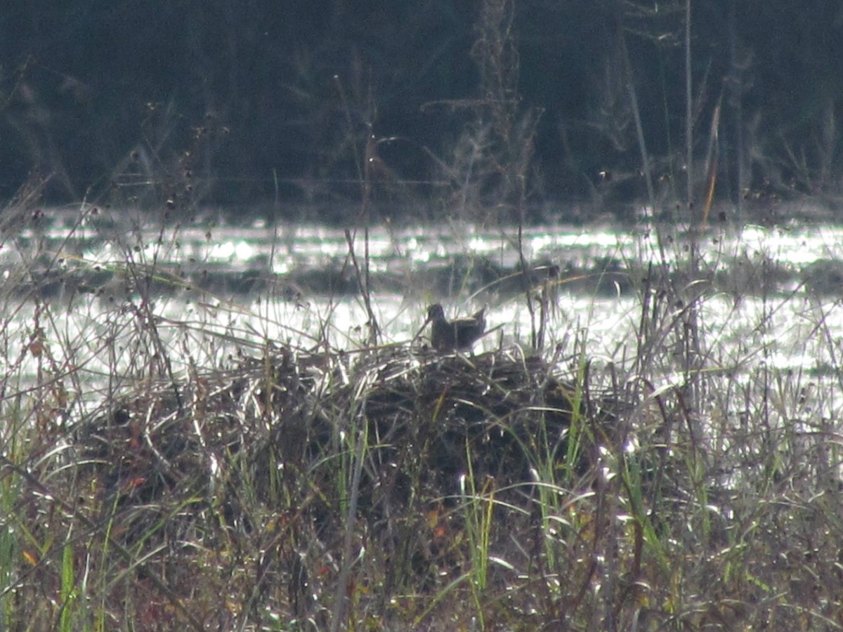 Wilson's Snipe - ML642075338