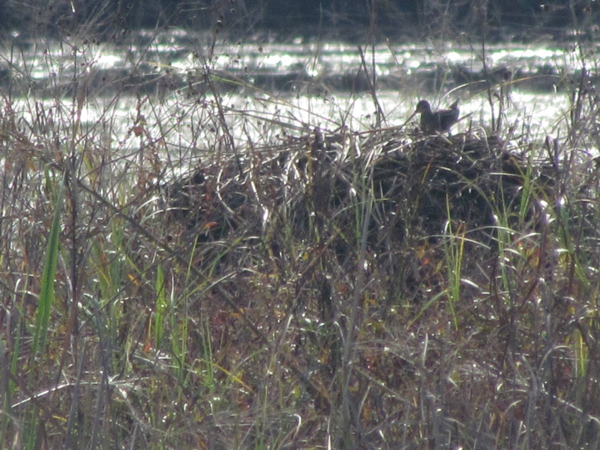 Wilson's Snipe - ML642075339