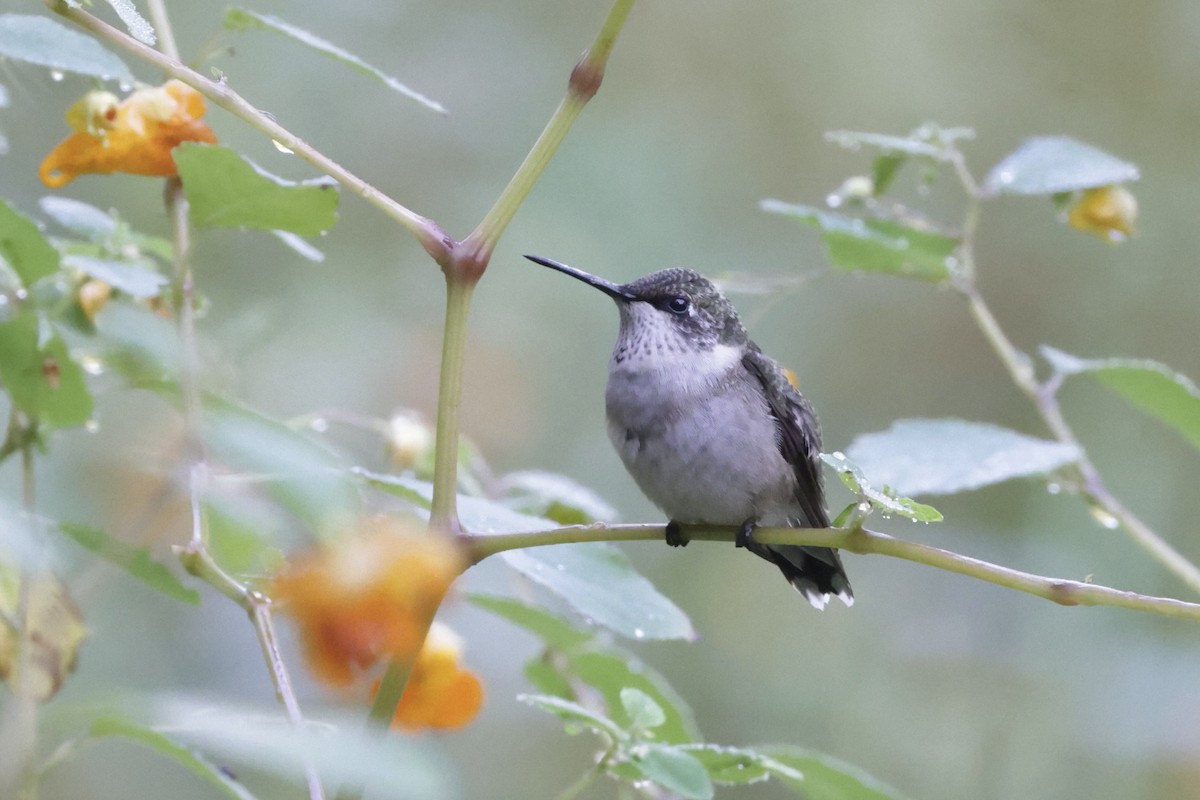 Ruby-throated Hummingbird - ML642075340