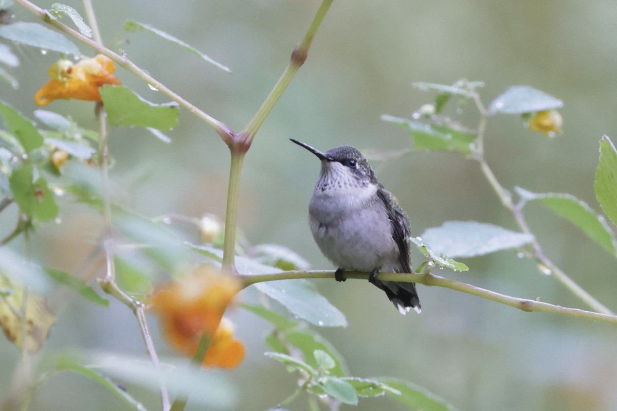 Ruby-throated Hummingbird - ML642075341
