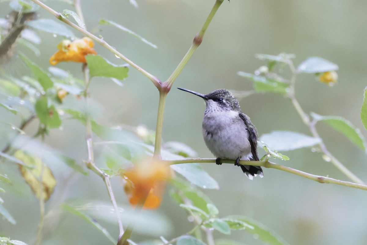 Ruby-throated Hummingbird - ML642075342