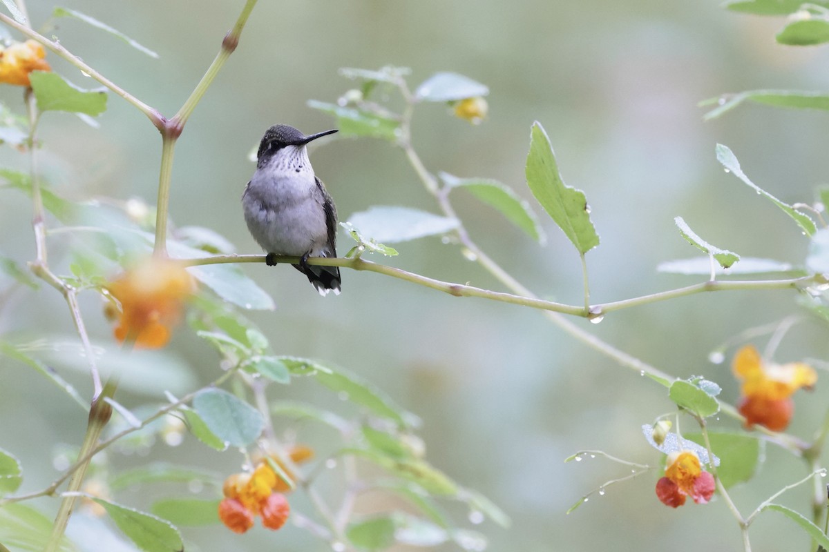 Ruby-throated Hummingbird - ML642075343