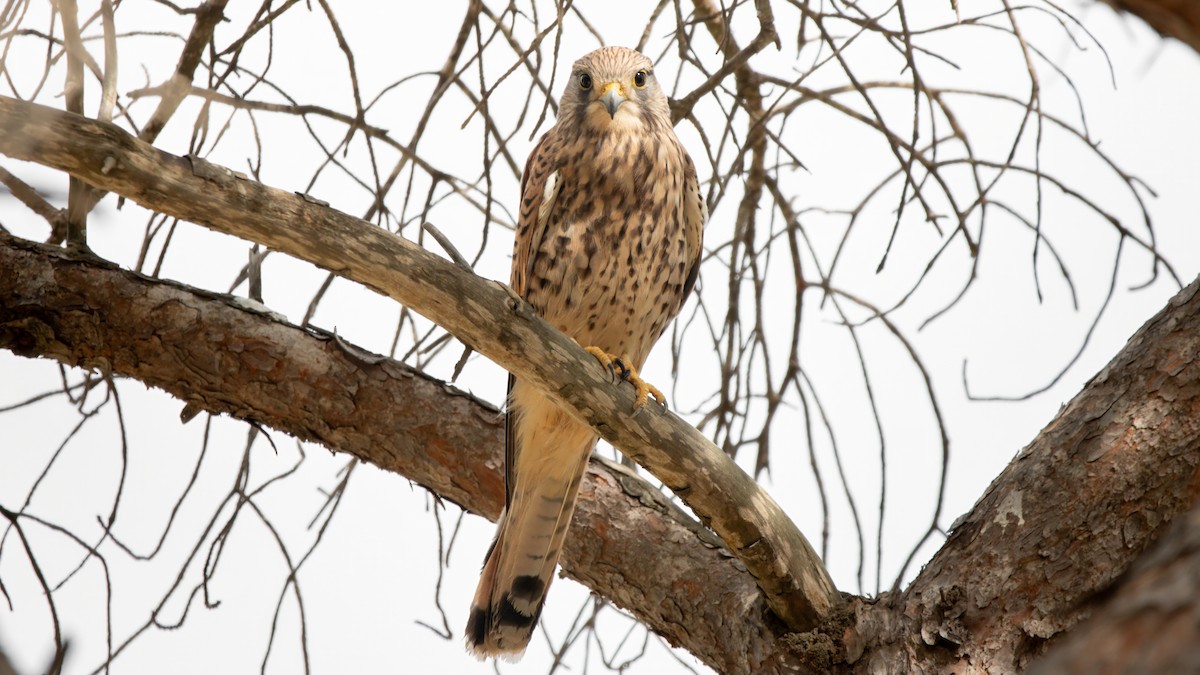 Eurasian Kestrel (Eurasian) - ML642075348