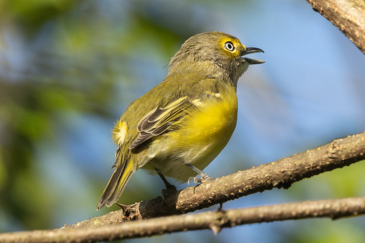White-eyed Vireo (White-eyed) - ML642075352
