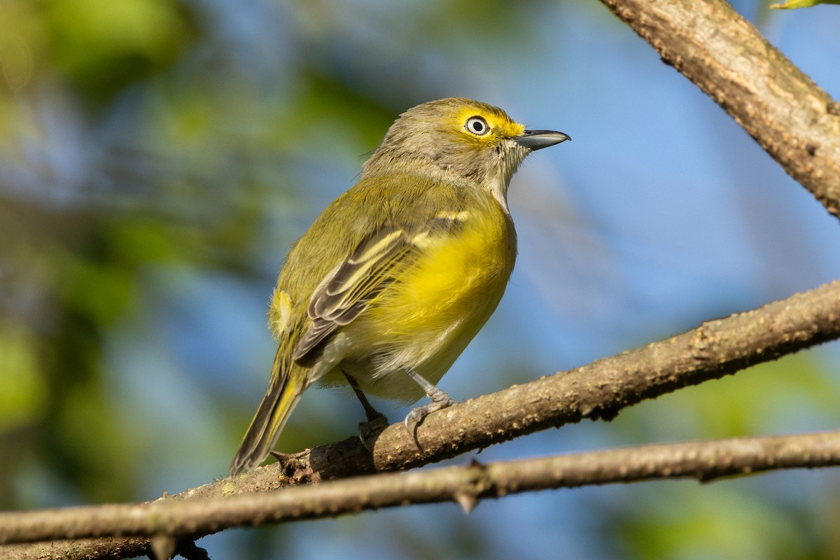 White-eyed Vireo (White-eyed) - ML642075353