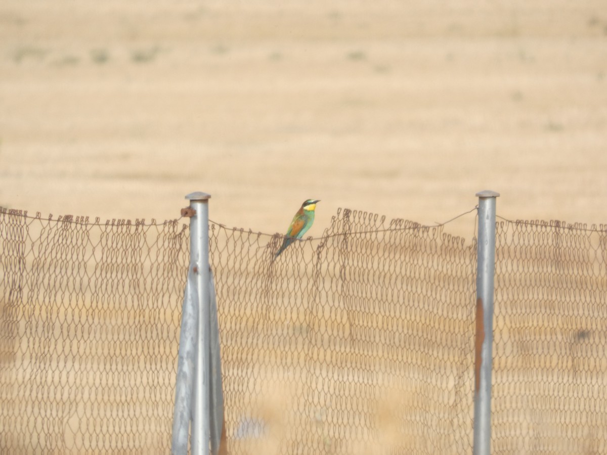 European Bee-eater - ML642075354