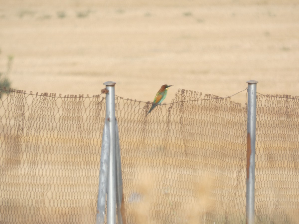 European Bee-eater - ML642075355