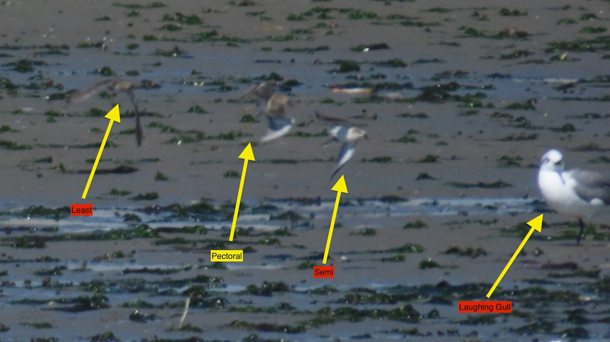 Pectoral Sandpiper - ML642075357