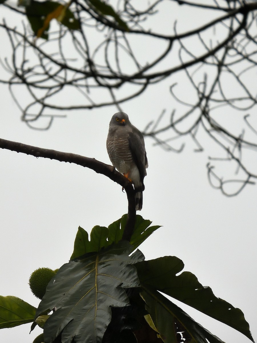 Roadside Hawk - ML642075358