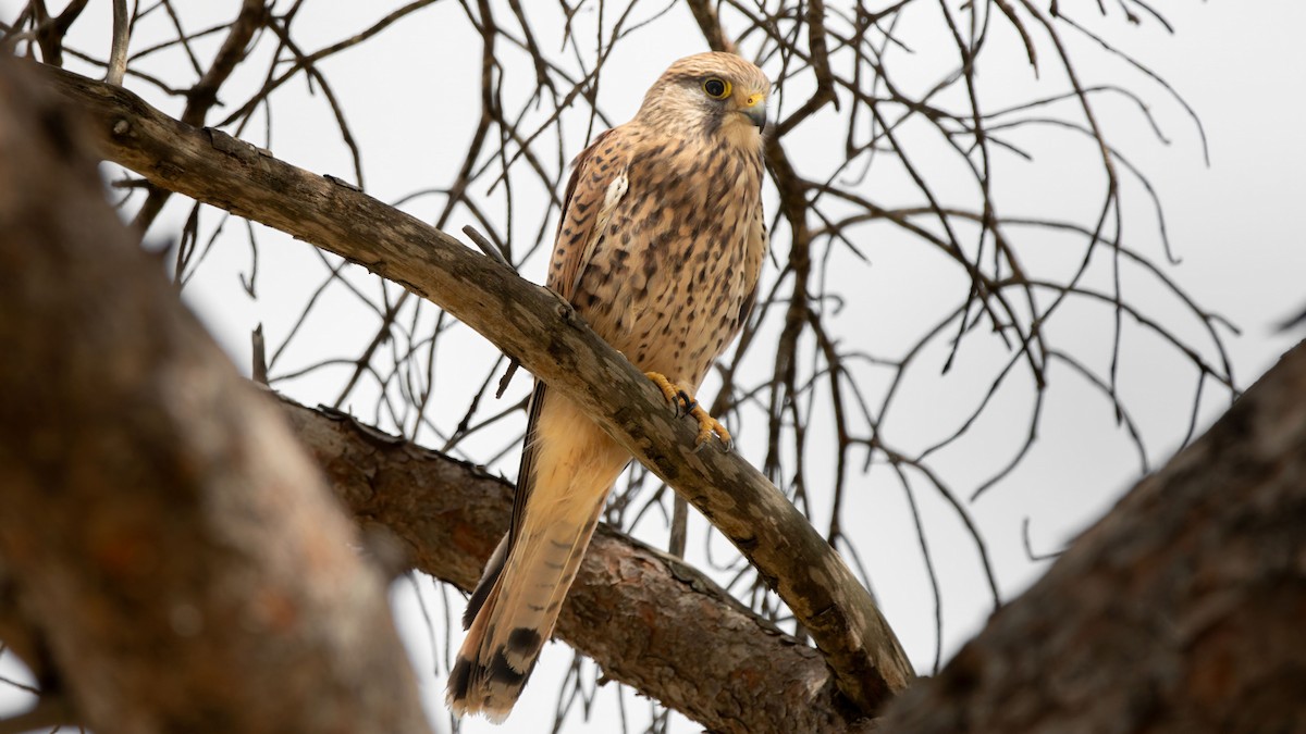 Eurasian Kestrel (Eurasian) - ML642075359