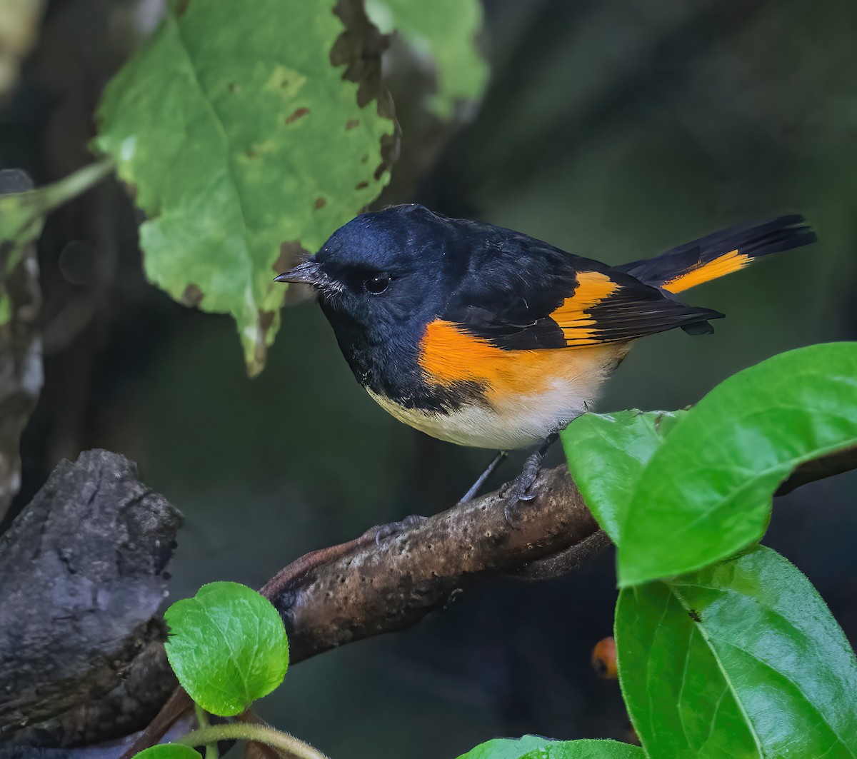 American Redstart - ML642075364