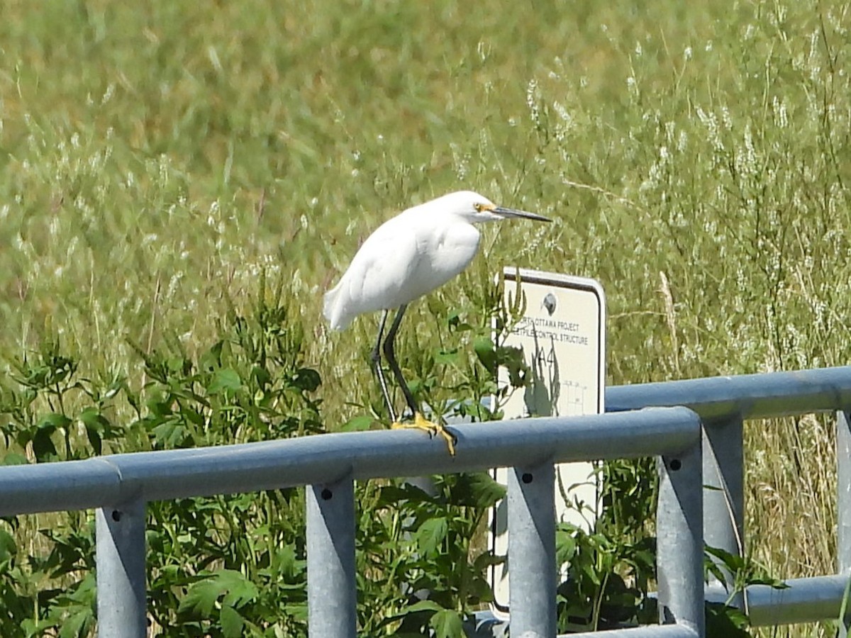 Snowy Egret - ML642075368