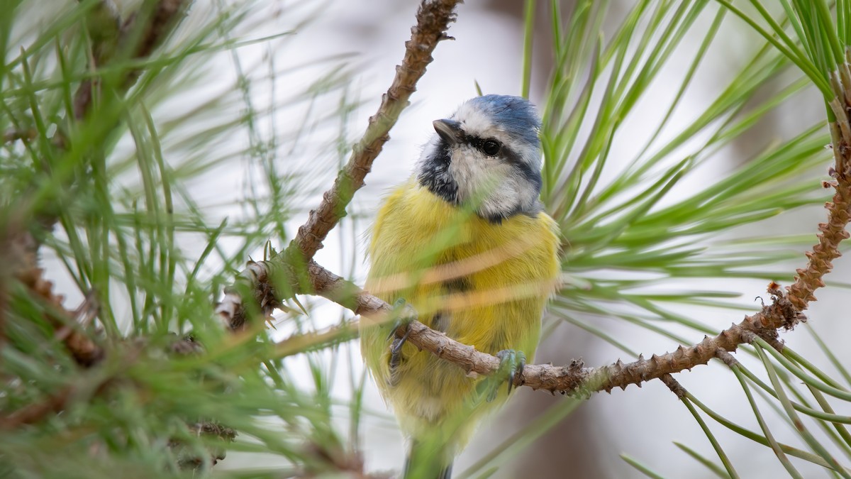 Eurasian Blue Tit - ML642075370