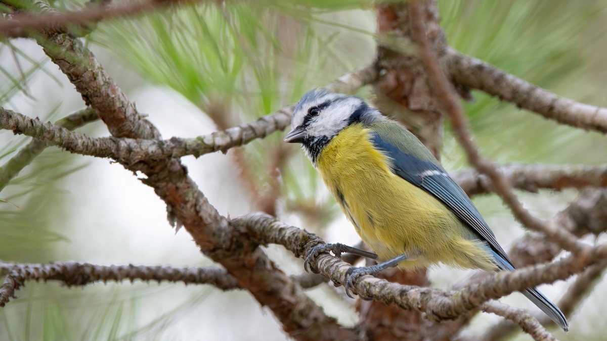 Eurasian Blue Tit - ML642075371