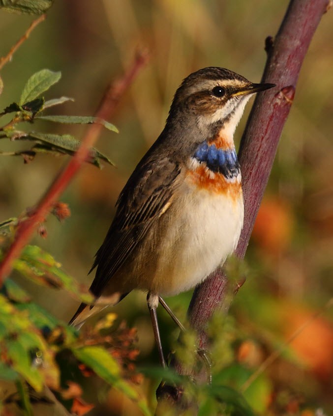 Bluethroat - ML642075372