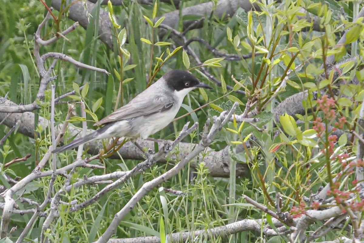 Eastern Orphean Warbler - ML642075374