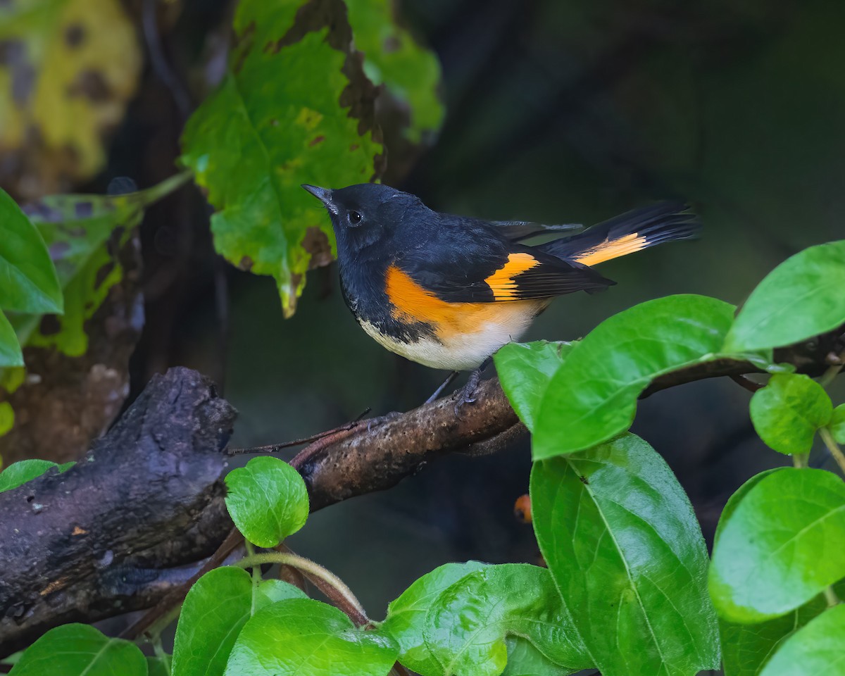 American Redstart - ML642075381