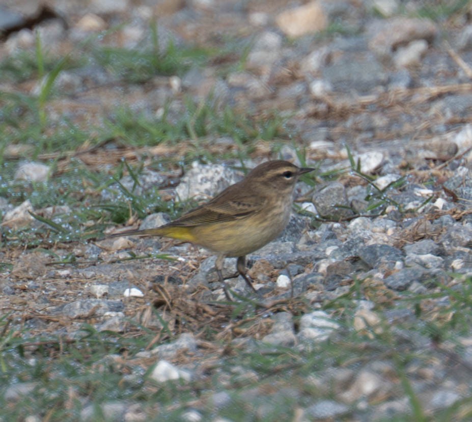 Palm Warbler - ML642075385
