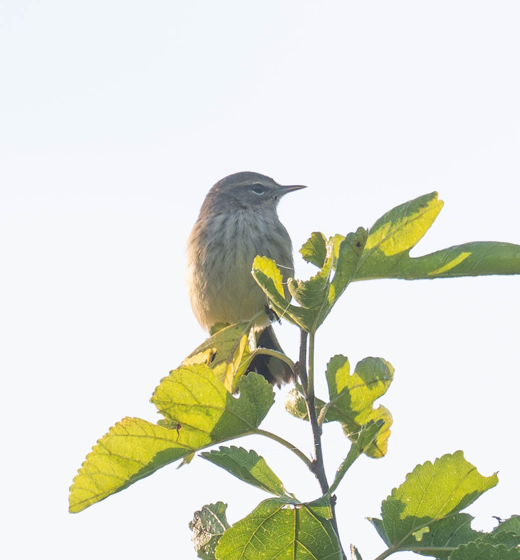 Palm Warbler - ML642075386