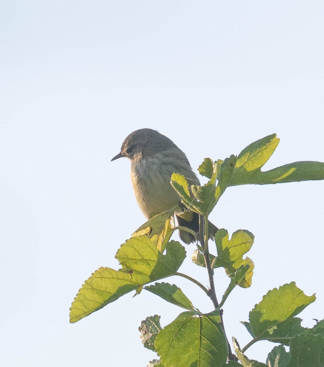 Palm Warbler - ML642075387