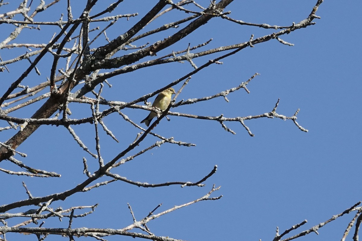 gulstillits - ML642075394