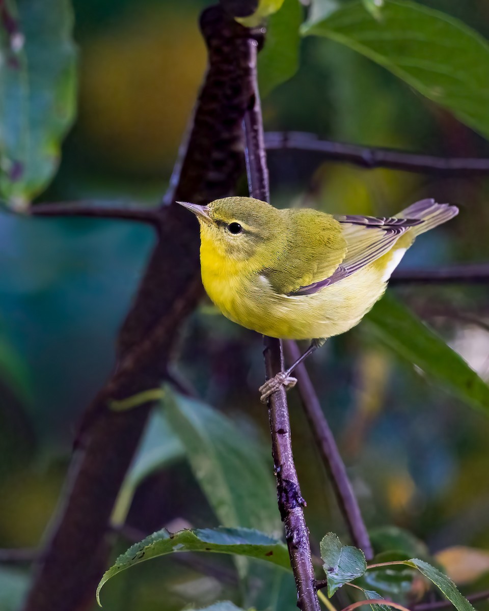 Tennessee Warbler - ML642075414