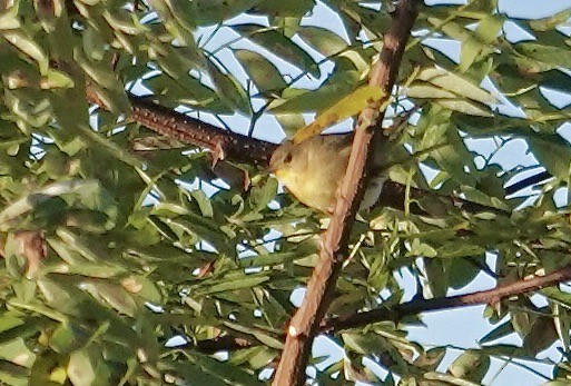 Common Yellowthroat - ML642075416