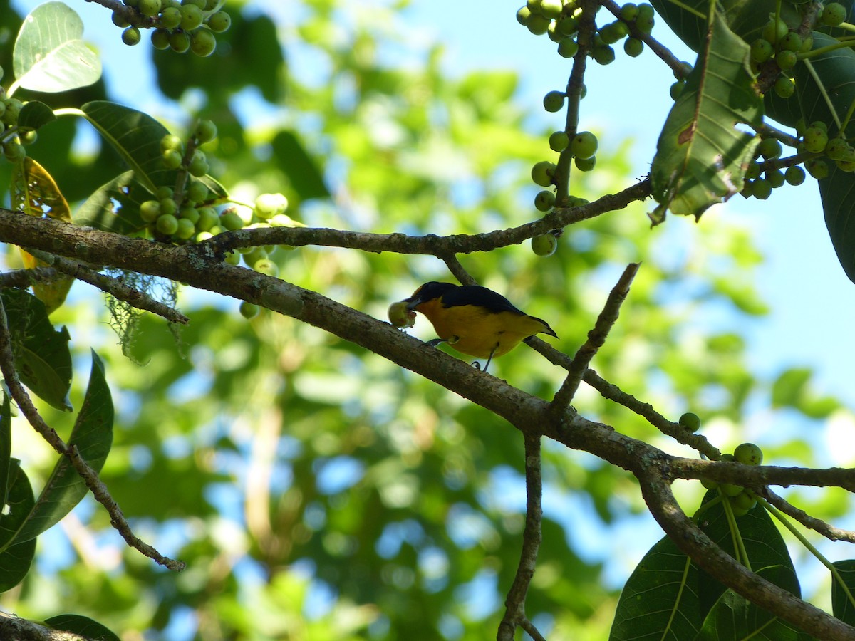 Violaceous Euphonia - ML642075427