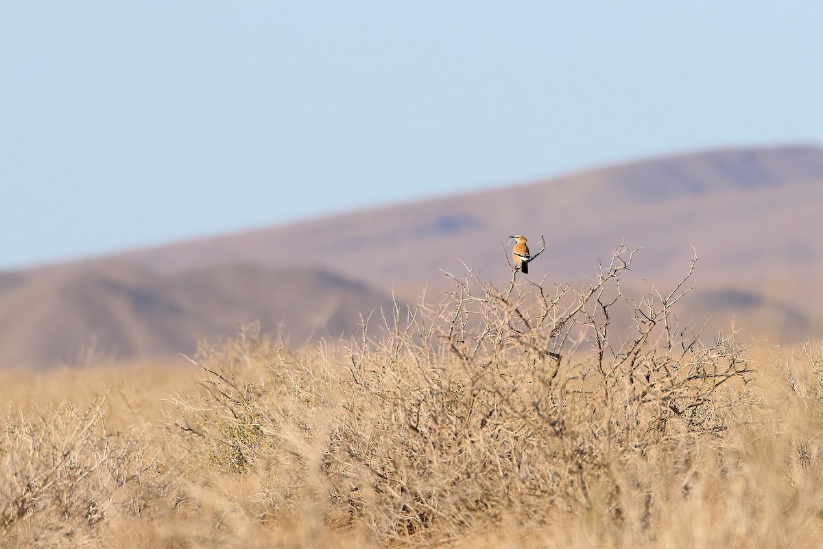 Iranian Ground-Jay - ML642075467