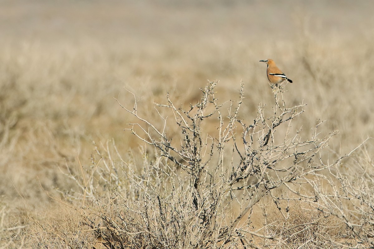 Iranian Ground-Jay - ML642075469