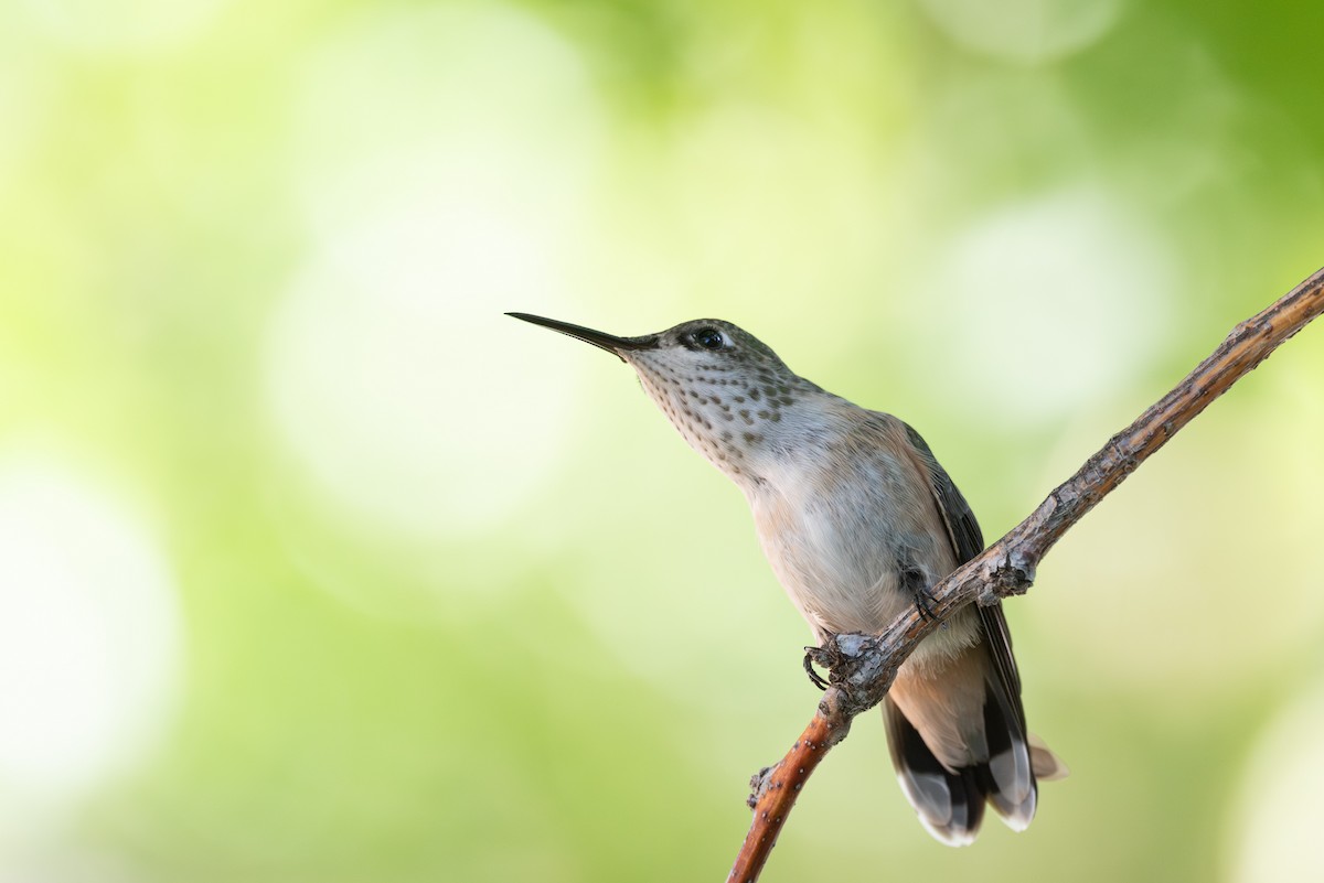 Calliope Hummingbird - ML642075476