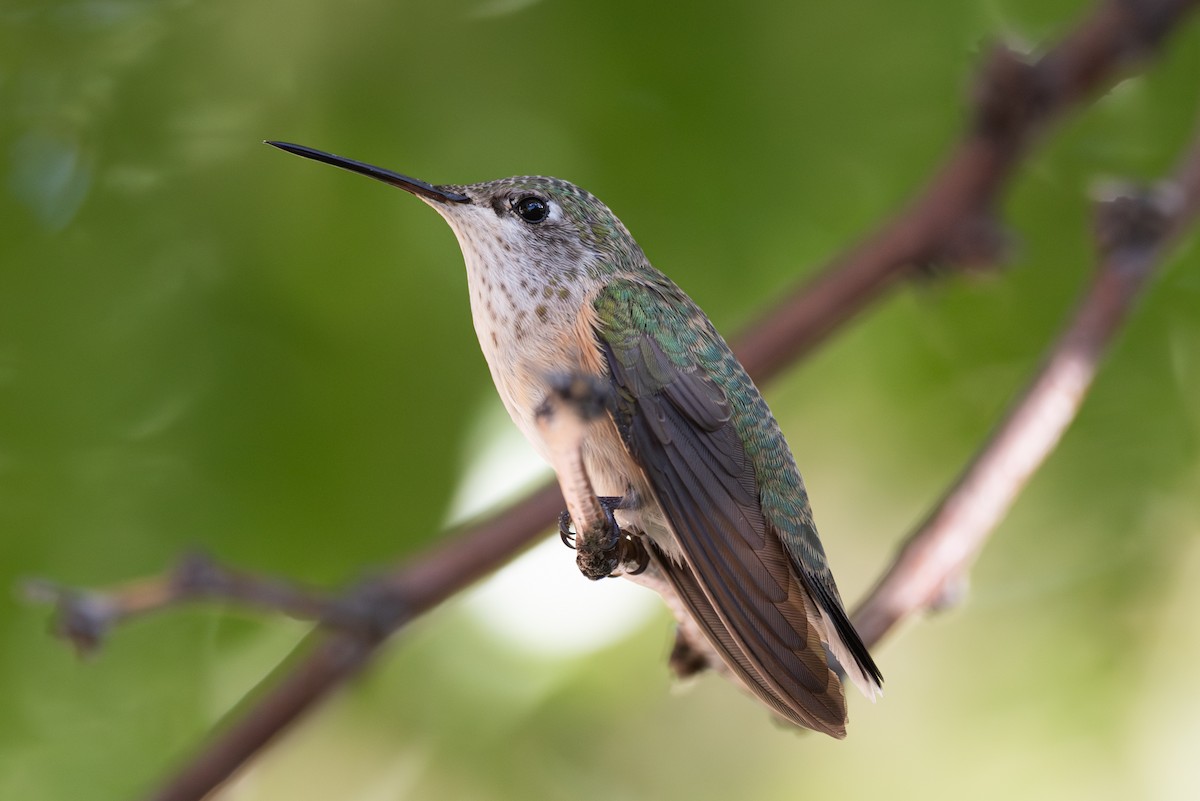 Calliope Hummingbird - ML642075478