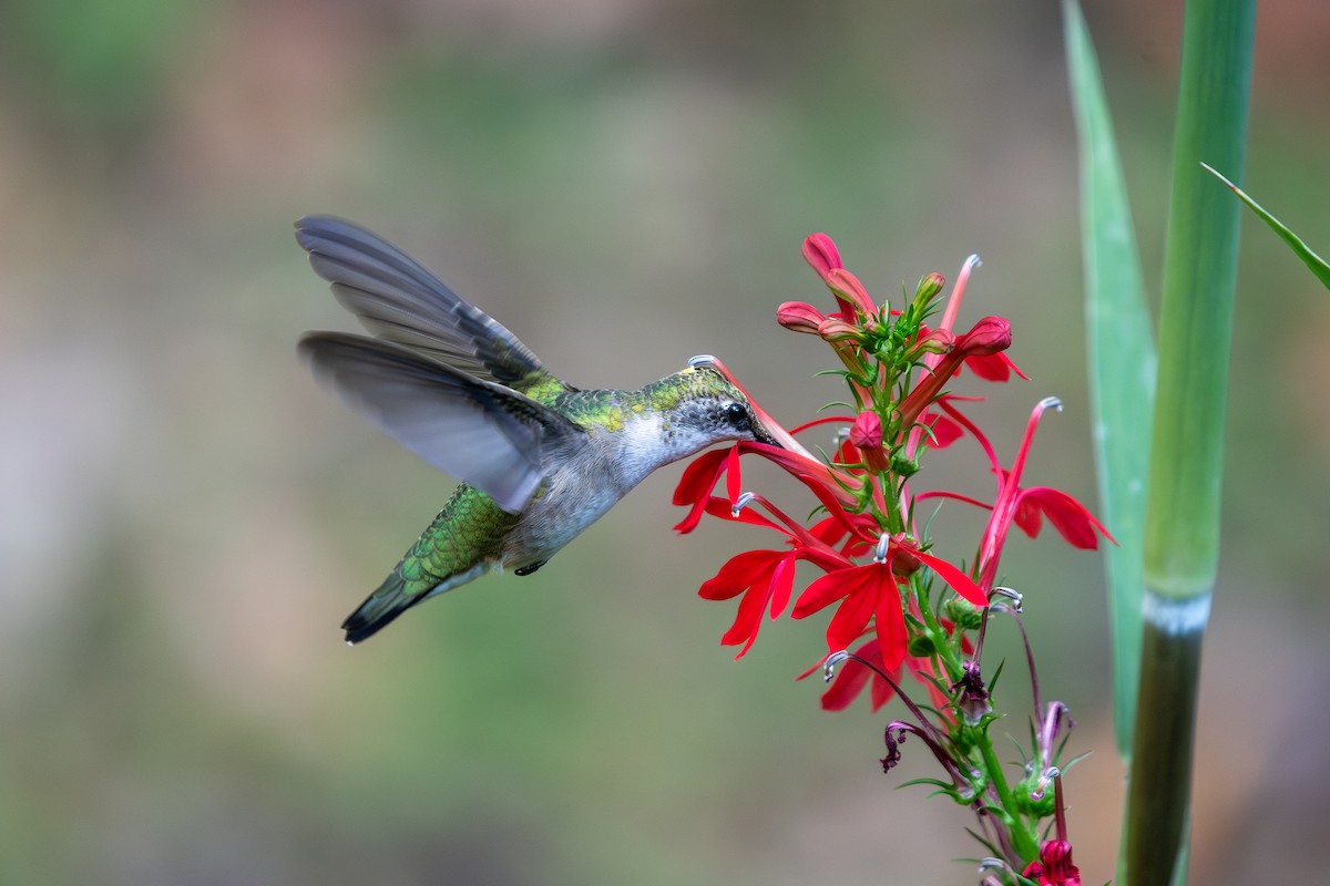 Ruby-throated Hummingbird - ML642075489