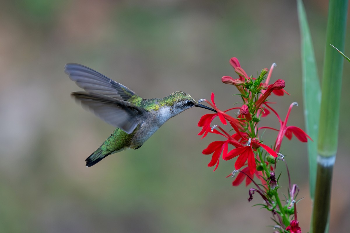 Ruby-throated Hummingbird - ML642075491
