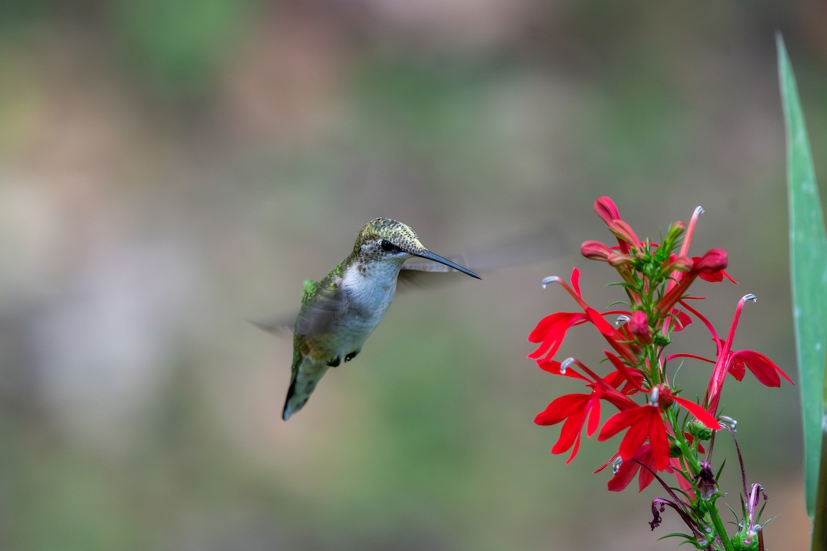 Ruby-throated Hummingbird - ML642075494