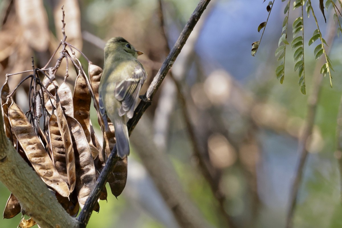 Acadian Flycatcher - ML642075507
