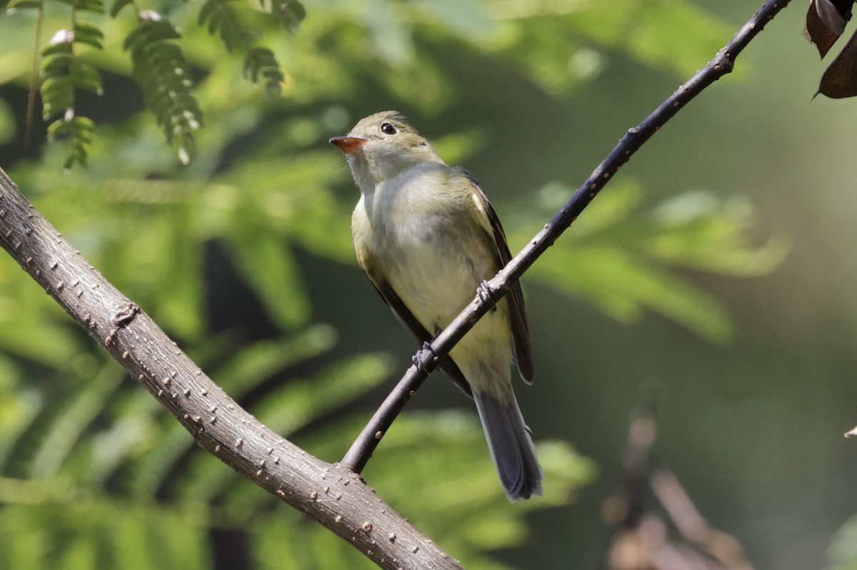 Acadian Flycatcher - ML642075509