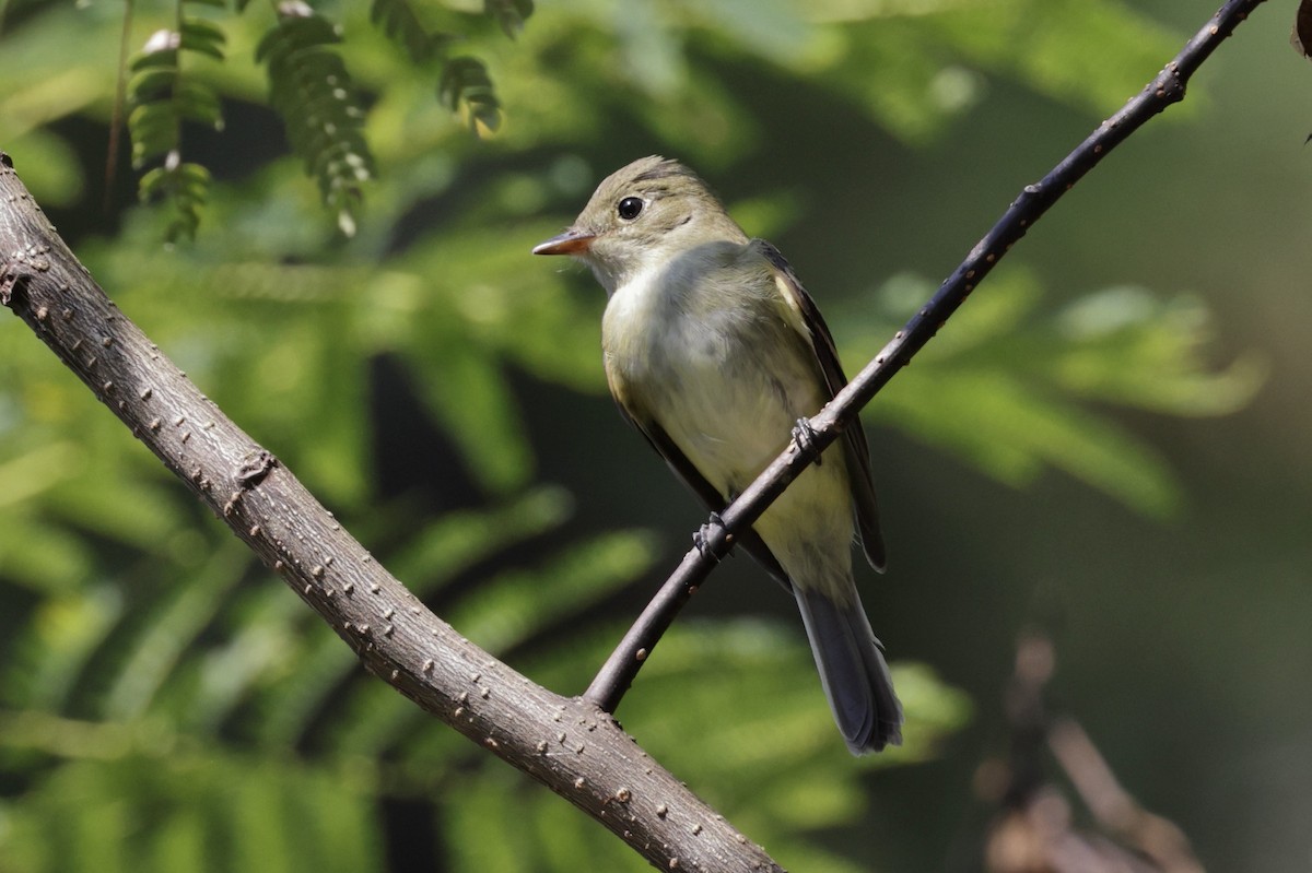 Acadian Flycatcher - ML642075510