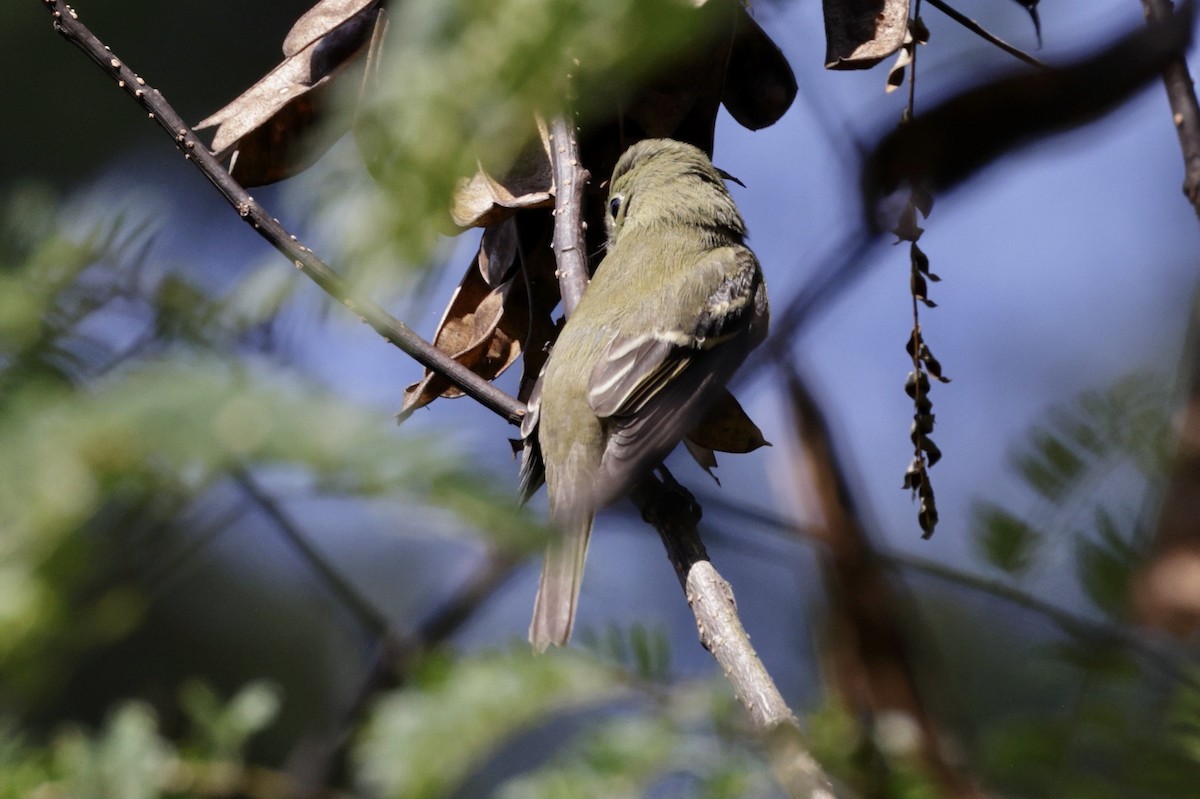 Acadian Flycatcher - ML642075511