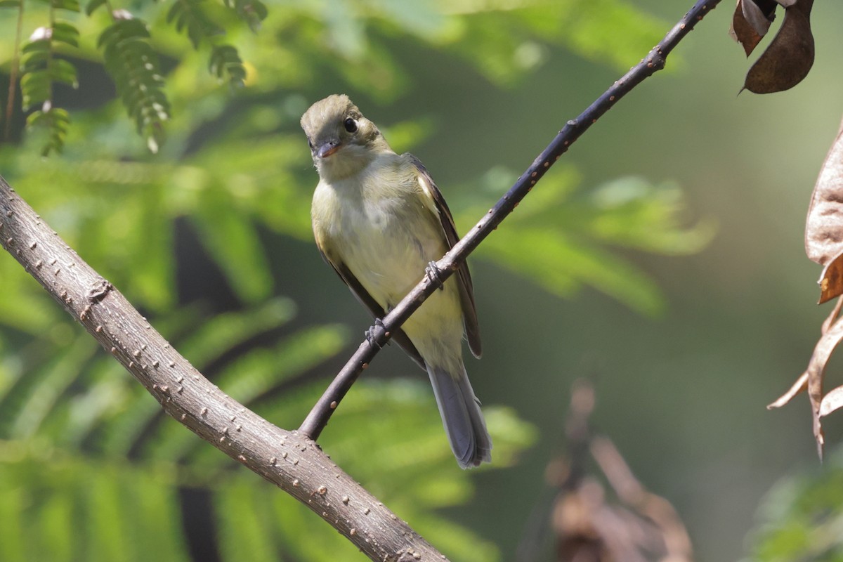 Acadian Flycatcher - ML642075513